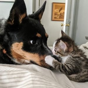 Meet your Posher, Tamey